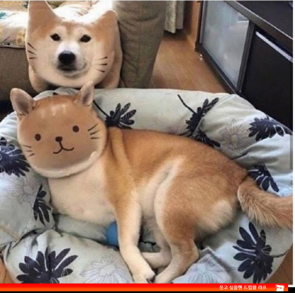 15551554781342.png