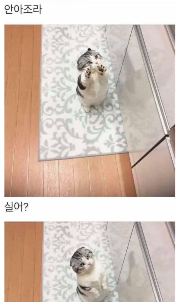 15592464567075.png